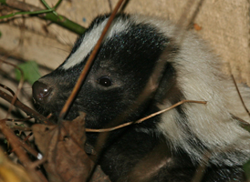 Striped Skunk